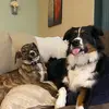 Wiley & Willow - @wiley_and_willow - TikTok