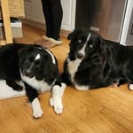 Willow and Wiley - @thewillowandwiley - Instagram