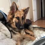 Willow - @mywileywillow - Instagram
