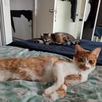 Willow, Wiley and their friends - @twocatsinperth - Instagram