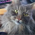 Willow - @wiley_willows_adventures - Instagram