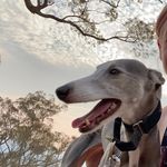 Willow the whippet - @willow_the_wise_whippet - Instagram