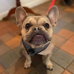 willow the wise - @boywillow2018 - Instagram