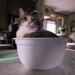 Wise Willow Studio - @wisewillowstudio - Instagram