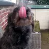 willowwolf - @willowwinner - TikTok
