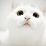 Willow Wong - @blionlionlion - Instagram