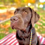 Willow Wong - @lifewithsweetwillow - Instagram