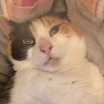 Willow Wong Willoughby - @chubby.willow - Instagram