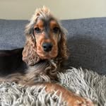 Willow Woods’ puppies - @puppiesfromwillow - Instagram