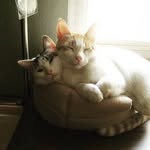 Willow & Wyatt - @wwkitties - Instagram