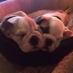 Willow Wyatt - @bulldog_boos - Instagram