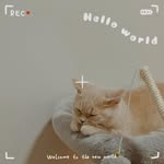 Willson Lee - @willsonleezw - Instagram