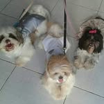 willy, Billy, Penéllopy - @3shihtzusdemais_ - Instagram