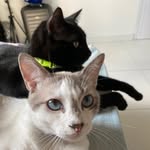 🐈 Willy🐈Bobby🐈Luke - @willy_bobby_luke - Instagram