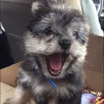 William St Casimir The First - @lilwillie_sc - Instagram