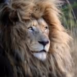 Lion - @willy__falcon - Instagram