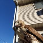 Willy Falcon - Facebook