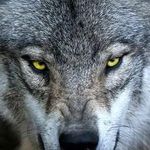 Willy Fox - @willyfox842 - Instagram
