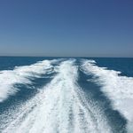 will hartmann fish - @will_hartmann_fish - Instagram