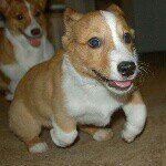 Willy Herrera - @willy_the_corgi - Instagram