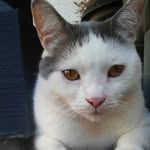 "Willy Hill" the cat - @adventures_of_will_hill - Instagram