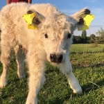 Willy Jones - @willy_the_galloway - Instagram
