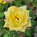 Wilma Anthony-Wade - Facebook