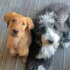 Barley & Wilma - @barley.wilma - TikTok