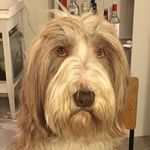 Wilma - @beardiequeenwilma - Instagram