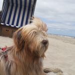 Wilma - @wilma.the.beardedcollie - Instagram