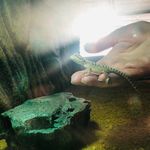Wilma - @wilma_the_bearded_dragon - Instagram