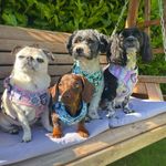 Dottie,Ottis,Wilma & Boo✨ - @dottie_ottis_wilma_and_boo - Instagram