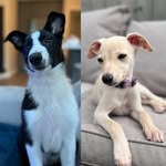 Douglas & Wilma 🐾 - @walking.douglas.and.wilma - Instagram