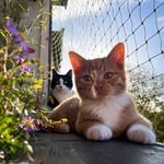 Gilbert and Wilma 🐾 - @gilbert_and_wilma - Instagram