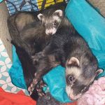 POGO YOGO AND WILMA GILBERT - @pogo.and.wilma - Instagram