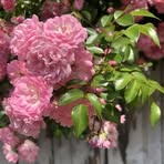 Wilma Graves - Facebook