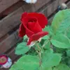 wilmahunter31 - @wilmahunter31 - TikTok