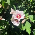 Wilma Knight - @wilma.knight.12 - Instagram