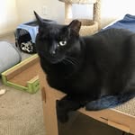 Wilma Lilly - @wilma_lilly_cat - Instagram