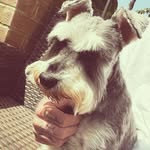 Wilma Lever-Long - @wilmatheminitureschnau - Instagram