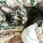 W I L M A - @wilma.mainecoon - Instagram