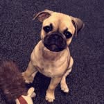 Wilma Rae Miles - @wilmaraethepug - Instagram