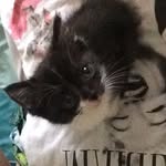 Wilma Nelson - @wilma_nelson_purrkins - Instagram