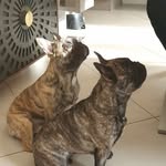 Wilma&Nelson - @wilma_puppydog - Instagram