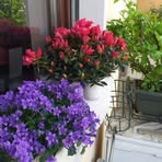 Wilma Rossi - Facebook