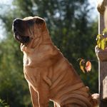 @sharpei_wilma - Instagram