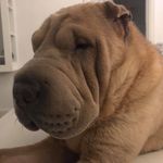 Wilma - @wilmathesharpei - Instagram