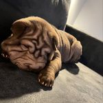 Wilmaaaaaaa😜 - @wilma.sharpei - Instagram