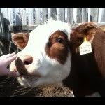 Wilma Shaw - @ranching_is_awesome - Instagram