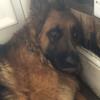 Your mum - @.wilma.thegermanshepard - TikTok